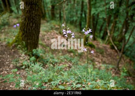 Campanula rapunculus violette Blüten Stockfoto