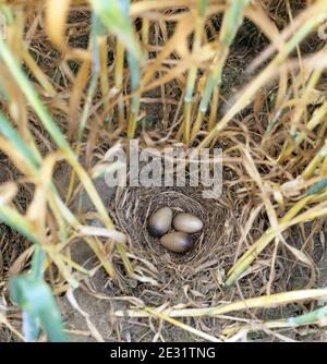 Die Skylark (Alauda arvensis) brütet mit drei Eiern auf dem Boden an der Basis einer Weizenernte im Ohr und senesziert vor der Ernte. Stockfoto