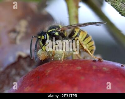 Eine europäische Gemeine Wespe (Vespula vulgaris), die auf einem Pflaumenbaum einen Raupenschädling der Tortrix ausraucht und ernährt, Devon, Juni Stockfoto