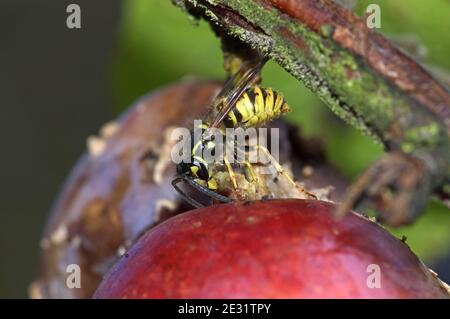 Eine europäische Gemeine Wespe (Vespula vulgaris), die auf einem Pflaumenbaum einen Raupenschädling der Tortrix ausraucht und ernährt, Devon, Juni Stockfoto