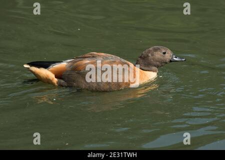 Südafrikanische oder Cape Shelduck (Tadorna cana) männliche Ente beim Schwimmen im Arundel Wetland Centre, West Sussex, Juli Stockfoto