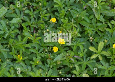 Schleichende Steinkofel (Potentilla reptans) stolonifere, sich ausbreitende Wildpflanze mit gelben Blüten, Berkshire, Juni Stockfoto