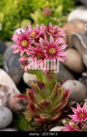 Rosig-rote Blüten auf einer blühenden Spitze eines Hauseks (Sempervivum tectorum), die in einem Ziersteingarten angebaut wird, Berkshire, Juli Stockfoto