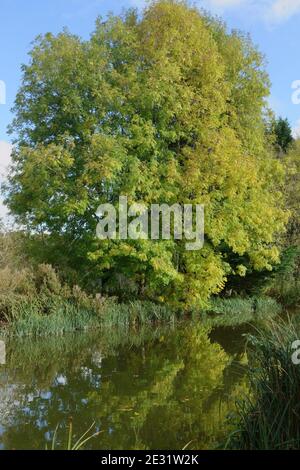 Esche und andere Herbstbäume wechseln ihre Farbe und spiegeln sich an einem schönen Tag in den stillen Gewässern des Kennet- und Avon-Kanals, Hungerford, Berkshire, Octob Stockfoto
