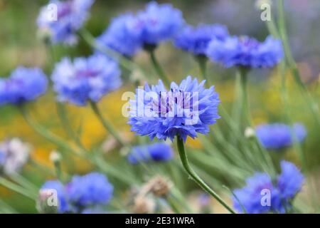Blaue Kornblumen blühen in einer Wildblumenwiese Stockfoto