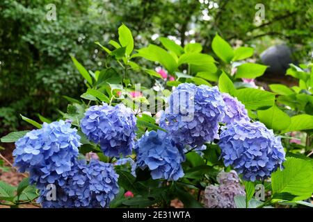 Blauer Mophead Hydrangea macrophylla 'Gnrale Vicomtesse de Vibraye' in Blüte Während der Sommermonate Stockfoto