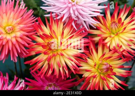 Rote und gelbe Kaktus-Dahlien-Blüten Stockfoto