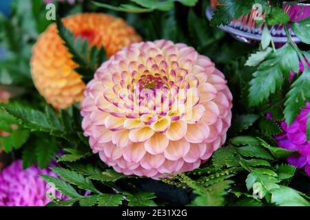 Eine gelbe und violette Pompon Dahlia Stockfoto