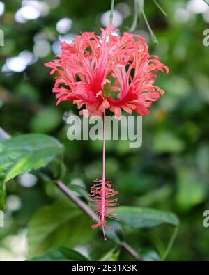 Zartrosa Spinne Hibiscus (Rosenmalchen) in Blüte Stockfoto