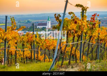 Weinberg bei Unterretzbach im Weinviertel, Oberösterreich Stockfoto