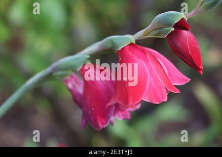 Leuchtendes rotes Gladiolus, das gerade am Stiel in die Blüte kommt Mit einem unscharfen Hintergrund im Garten Stockfoto