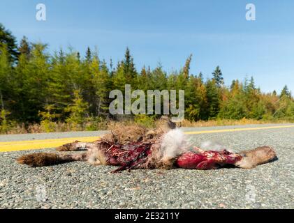 Toter Hase mitten auf einer Straße. Seine Innereien sind sichtbar, gebrochene Knochen ragen heraus. Gerinntes Blut vorhanden. Platz für Text. Stockfoto