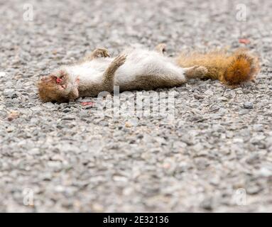 Ein kleines totes Eichhörnchen liegt auf der Straße. Er liegt auf dem Kopf. Sein Kopf ist beschädigt und Blut ist sichtbar. Der Fokus liegt auf dem Blut über seinem Auge. Seitenansicht Stockfoto