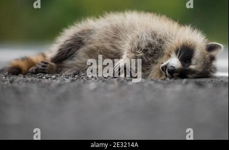 Low-Angle-Ansicht eines toten Waschbär auf der Seite der Straße liegen. An seinem Kinn ist eine Fliege zu sehen. Platz für Text. Stockfoto