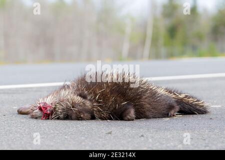 Totes Stachelschwein auf einer Straße. Es ist Blut an seinem Kopf. Die Aussicht ist von der Straße aus. Eine Fliege liegt auf seiner Nase. Der Fokus liegt auf seinem Gesicht. Es gibt Platz für Text. Stockfoto