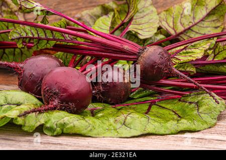 Rote Bete Knollen mit grünen Blättern auf Holztisch. Zubereitung von frischem Salat. Frisches Gemüse für vegetarische Küche. Rüben auf dem Straßenmarkt. Stockfoto