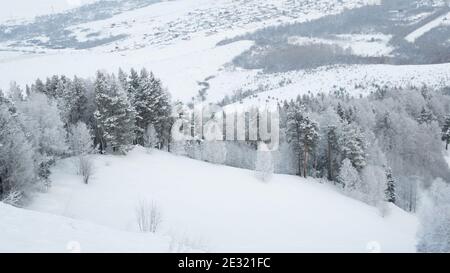 Winter Kiefernwald am Hang. Gefrorene Bäume unter Schnee Stockfoto