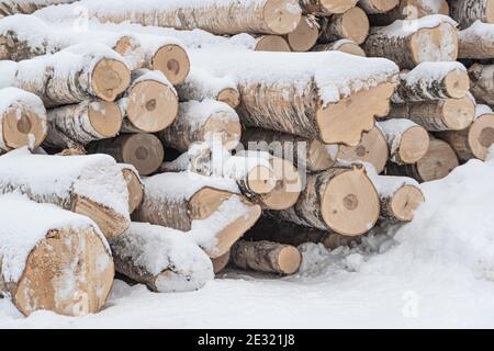 Baumstämme unter Schnee sind für das Schneiden vorbereitet Stockfoto