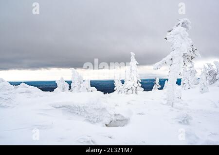 Schneetannen auf der Bergkette unter bewölktem Winterhimmel. Mit Schnee bedeckte Bäume sehen aus wie weiße Figuren Stockfoto