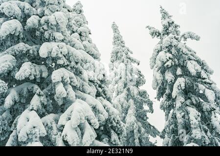 Dichter Wald mit gefrorenen Ästen. Winteratmosphäre der Waldreise, weicher Schnee auf Bäumen Stockfoto