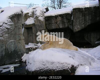 Eisbär im Kopenhagener Zoo, Dänemark. Der Winter 2009/2010 war geprägt von mehreren schweren Kälteperioden über Nord- und Westeuropa. Dieser ungewöhnliche Winter ereignete sich während der öffentlichen Debatte über den Klimawandel, während und nach den Kopenhagener Klimaverhandlungen. Stockfoto