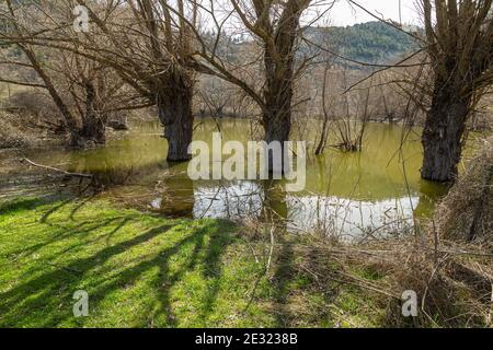 Alter Bergteich mit Ulmen. Abruzzen, Italien, Europa Stockfoto