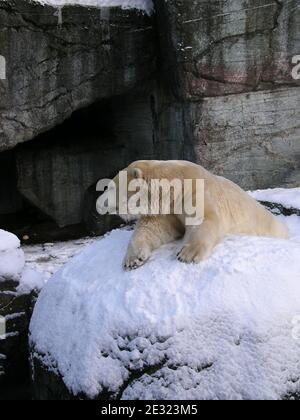 Eisbär im Kopenhagener Zoo, Dänemark. Der Winter 2009/2010 war geprägt von mehreren schweren Kälteperioden über Nord- und Westeuropa. Dieser ungewöhnliche Winter ereignete sich während der öffentlichen Debatte über den Klimawandel, während und nach den Kopenhagener Klimaverhandlungen. Stockfoto