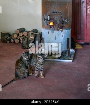 Katzen warten vor dem heißen Ofen, drei Katzen mit Tabby Stockfoto