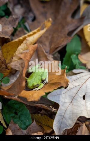 Grüner Frosch ruht in gefallenen Blättern im Wald Stockfoto