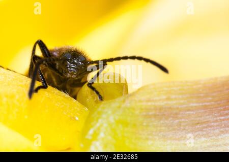 Ein erwachsener Dunkelkäfer (Lagria hirta), der in einem Garten in Sowerby, Thirsk, North Yorkshire, über eine Nachtkerzenblume klettert. Juli. Stockfoto