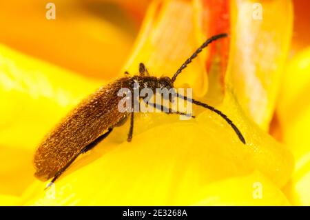 Ein erwachsener Dunkelkäfer (Lagria hirta), der in einem Garten in Sowerby, Thirsk, North Yorkshire, über eine Nachtkerzenblume klettert. Juli. Stockfoto