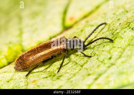 Ein erwachsener Dunkelkäfer (Lagria hirta) in Ruhe auf einem Blatt in einem Garten in Sowerby, Thirsk, North Yorkshire. Juli. Stockfoto