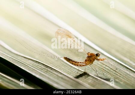 Ein Spinner der Teicholivmayfly (Cloeon dipterum) auf einem Blatt in einem Garten in Sowerby, Thirsk, North Yorkshire. Juli. Stockfoto