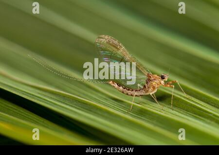 Ein Spinner der Teicholivmayfly (Cloeon dipterum) auf einem Blatt in einem Garten in Sowerby, Thirsk, North Yorkshire. Juli. Stockfoto