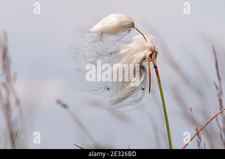 Ein Saatkopf aus Baumwollgras (Eriophorum angustifolium), der im Tranmire Moor, Wheeldale, im North York Moors National Park wächst. Juli. Stockfoto