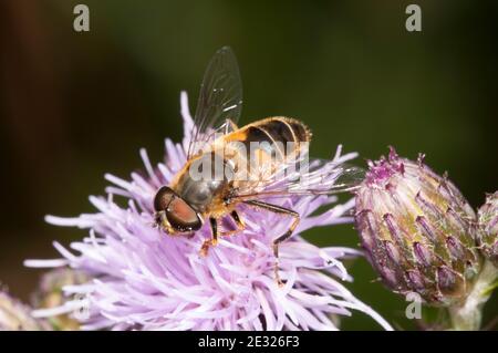 Eine ausgewachsene Drohnenfliege (Eristalis tenax), die auf einer Schnaps-Blume im Tranmire Bog, Wheeldale, im North York Moors National Park nectaring. Juli. Stockfoto