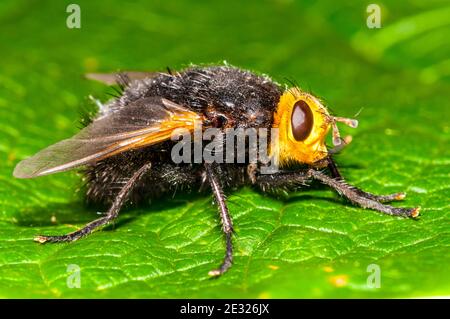 Eine Erwachsene Riesentachinidfliege (Tachina grossa) in Ruhe auf einem Blatt in einem Garten in Sowerby, North Yorkshire. Juli. Stockfoto