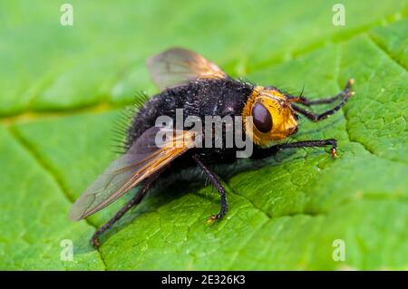 Eine Erwachsene Riesentachinidfliege (Tachina grossa) in Ruhe auf einem Blatt in einem Garten in Sowerby, North Yorkshire. Juli. Stockfoto