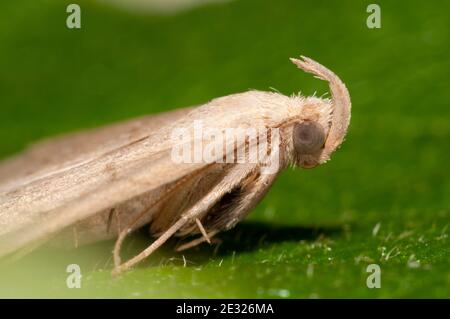 Ein ausgewachsener Fächerfuß (Herminia tarsipennalis) in Ruhe auf einem Blatt in einem Garten in Sowerby, North Yorkshire. Juli. Stockfoto