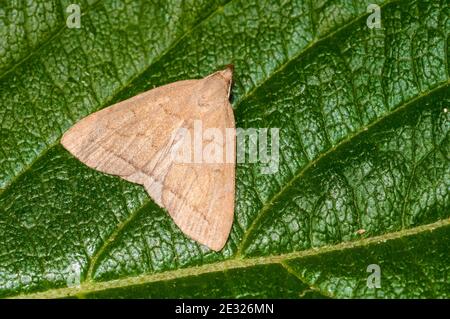 Ein ausgewachsener Fächerfuß (Herminia tarsipennalis) in Ruhe auf einem Blatt in einem Garten in Sowerby, North Yorkshire. Juli. Stockfoto