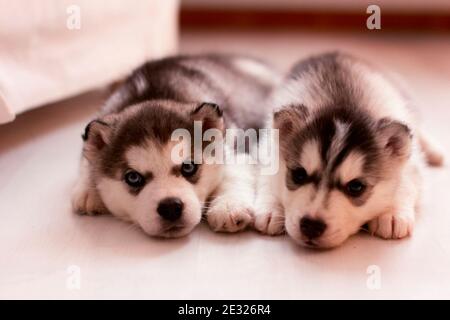 Husky Welpen. Zwei kleine Hundewelpen. Husky Welpen. Zwei kleine Hundewelpen. Stockfoto