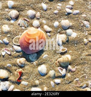 Meeresmuscheln am Sandstrand aus nächster Nähe Stockfoto