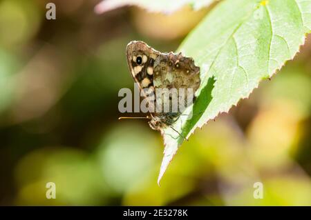 Ein ausgewachsener gesprenkelter Holzschmetterling (Pararge aegeria) in Ruhe auf einem Blatt im RSPB Old Moor, South Yorkshire. August. Stockfoto