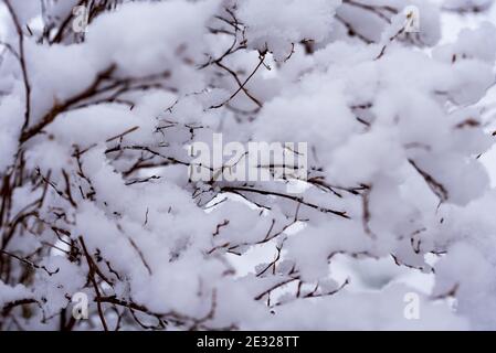 Zweige von Büschen mit Schnee bedeckt. Frische weiße Flusen bedeckt die Pflanzen im Garten. Schnee auf den Büschen. Winter im Garten. Stockfoto