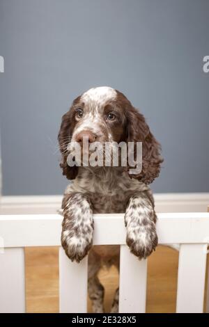 Field Spaniel Welpe auf Treppenhaus gelehnt Stockfoto