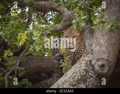 Männlicher Leopard, der in einem Baum im Kruger National Park, Südafrika, ruht Stockfoto
