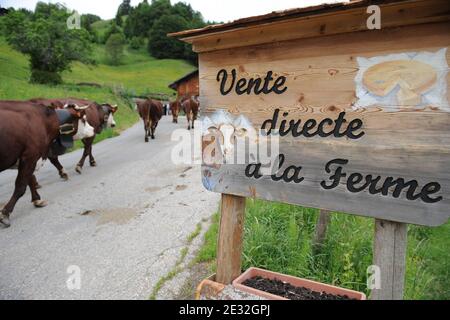 Jedes Jahr Ende Mai verlassen die Kühe Le Grand Bornand auf dem Weg zu den Wiesen am Col des Anes in den Alpen im Südosten Frankreichs, wo der Reblochon-Käse aus ihrer Milch hergestellt wird. Reblochon ist ein weicher Rindenkäse aus roher Kuhmilch in den Alpen in der Haute-Savoie und wurde mit dem AOC-Titel betitelt. Reblochon Käse wurde zum ersten Mal im XIII. Jahrhundert, im Thones Tal, Savoyen Region hergestellt. In dieser fernen Zeit mieteten die Bauern Wiesen (alpages) von einem Gutsbesitzer und gaben einen Teil der produzierten Milch als Miete an. Wenn die Mietzahlung bestimmt werden sollte, wird die Stockfoto