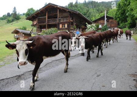 Jedes Jahr Ende Mai verlassen die Kühe Le Grand Bornand auf dem Weg zu den Wiesen am Col des Anes in den Alpen im Südosten Frankreichs, wo der Reblochon-Käse aus ihrer Milch hergestellt wird. Reblochon ist ein weicher Rindenkäse aus roher Kuhmilch in den Alpen in der Haute-Savoie und wurde mit dem AOC-Titel betitelt. Reblochon Käse wurde zum ersten Mal im XIII. Jahrhundert, im Thones Tal, Savoyen Region hergestellt. In dieser fernen Zeit mieteten die Bauern Wiesen (alpages) von einem Gutsbesitzer und gaben einen Teil der produzierten Milch als Miete an. Wenn die Mietzahlung bestimmt werden sollte, wird die Stockfoto