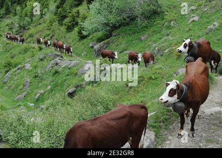 Jedes Jahr Ende Mai verlassen die Kühe Le Grand Bornand auf dem Weg zu den Wiesen am Col des Anes in den Alpen im Südosten Frankreichs, wo der Reblochon-Käse aus ihrer Milch hergestellt wird. Reblochon ist ein weicher Rindenkäse aus roher Kuhmilch in den Alpen in der Haute-Savoie und wurde mit dem AOC-Titel betitelt. Reblochon Käse wurde zum ersten Mal im XIII. Jahrhundert, im Thones Tal, Savoyen Region hergestellt. In dieser fernen Zeit mieteten die Bauern Wiesen (alpages) von einem Gutsbesitzer und gaben einen Teil der produzierten Milch als Miete an. Wenn die Mietzahlung bestimmt werden sollte, wird die Stockfoto