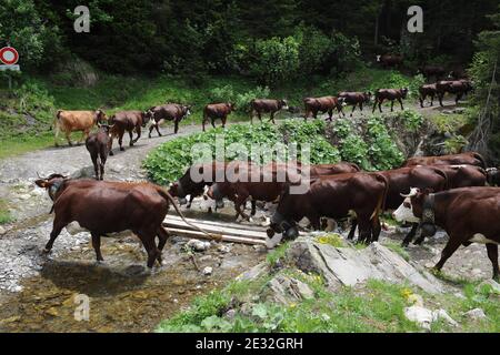 Jedes Jahr Ende Mai verlassen die Kühe Le Grand Bornand auf dem Weg zu den Wiesen am Col des Anes in den Alpen im Südosten Frankreichs, wo der Reblochon-Käse aus ihrer Milch hergestellt wird. Reblochon ist ein weicher Rindenkäse aus roher Kuhmilch in den Alpen in der Haute-Savoie und wurde mit dem AOC-Titel betitelt. Reblochon Käse wurde zum ersten Mal im XIII. Jahrhundert, im Thones Tal, Savoyen Region hergestellt. In dieser fernen Zeit mieteten die Bauern Wiesen (alpages) von einem Gutsbesitzer und gaben einen Teil der produzierten Milch als Miete an. Wenn die Mietzahlung bestimmt werden sollte, wird die Stockfoto